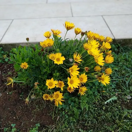 Apartman Ulika Rovinjsko Selo