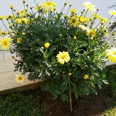 Apartman Ulika *